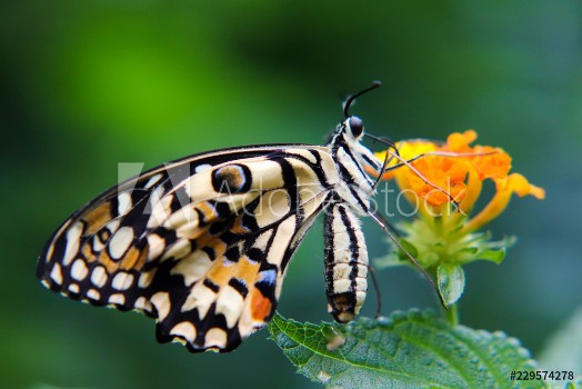Picture of Baby butterfly 5 minutes out of his cocon